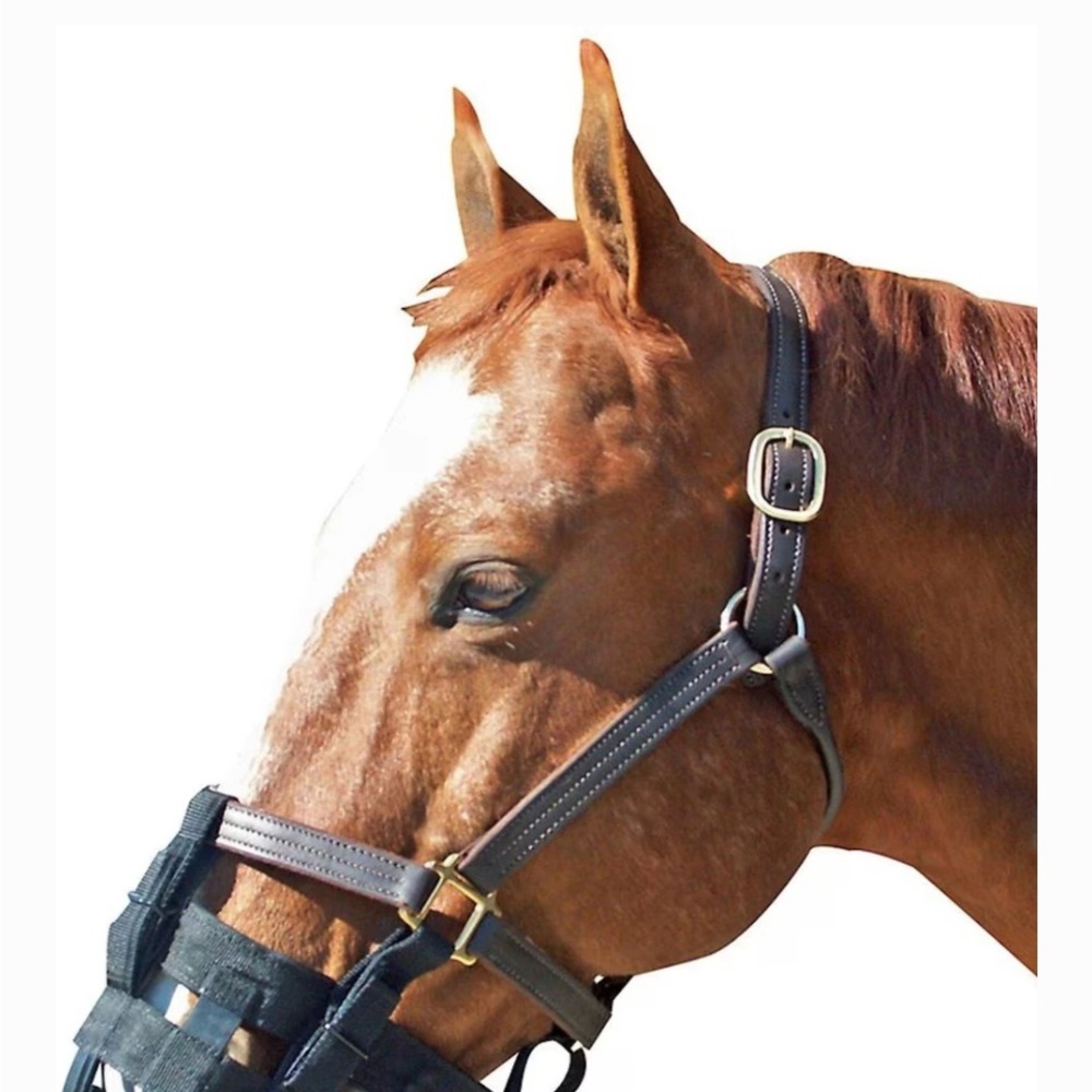 Leather Horse Halter with Black Accents